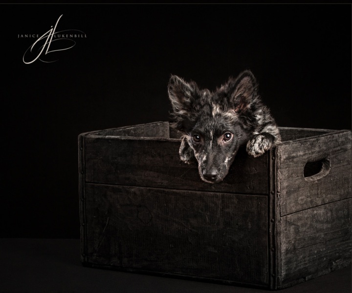 Mudi Puppy in a box