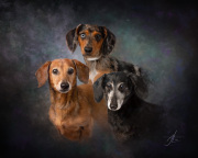 Dachshund Trio Painting