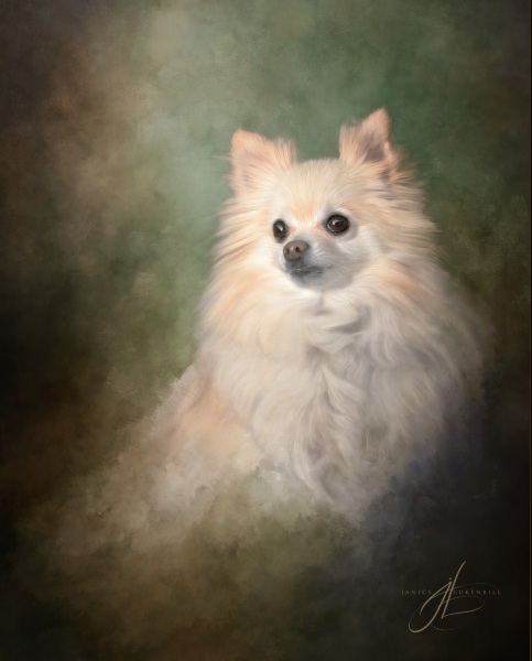 Pomeranian painting