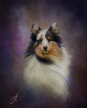 Shetland Sheepdog painting