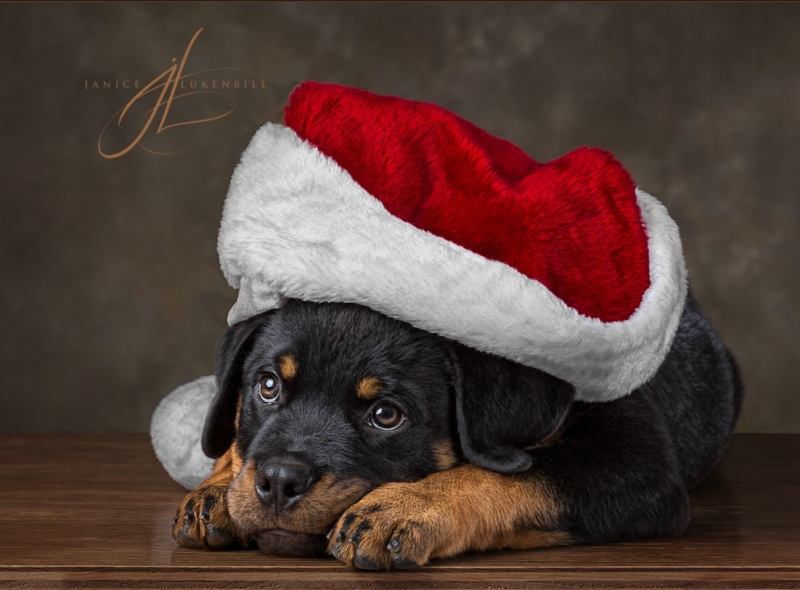 Rottweiler puppy in Santa hat