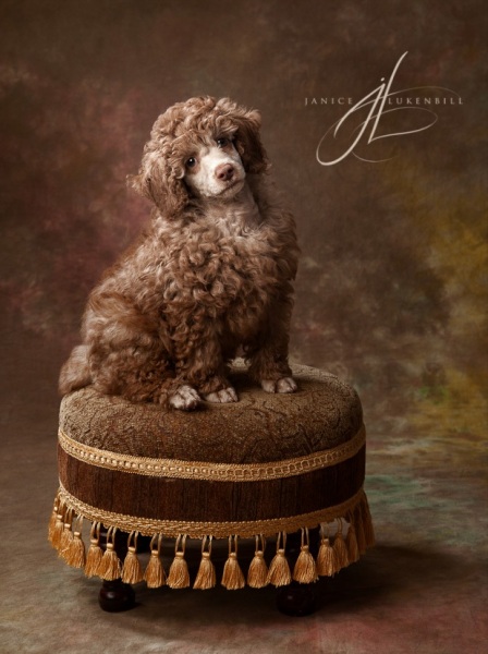 Poodle Puppy on a stool