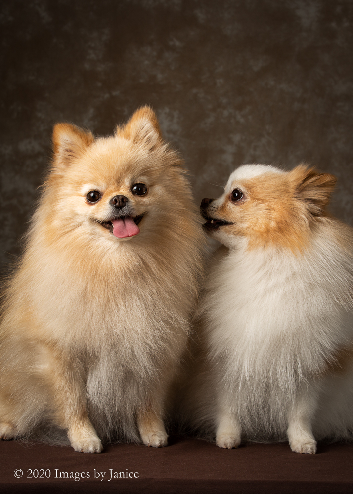 Two adorable Pomeranians: a pet photography session recap