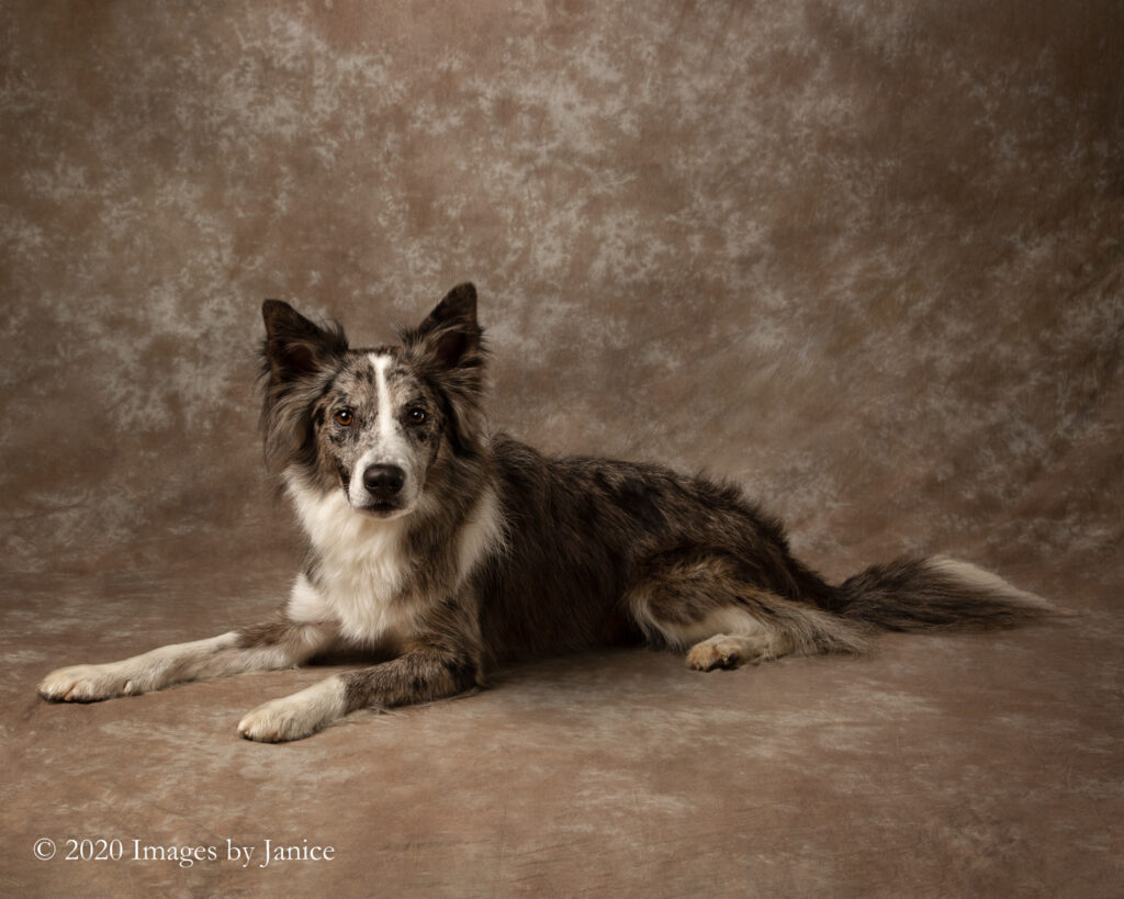 A Family Affair – Pet Photography Style